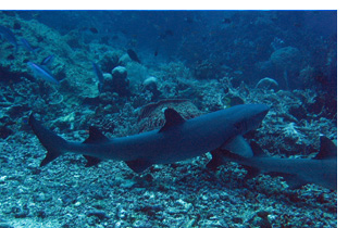 Weißspitzenriffhaie liegen ruhend auf dem Meeresgrund.