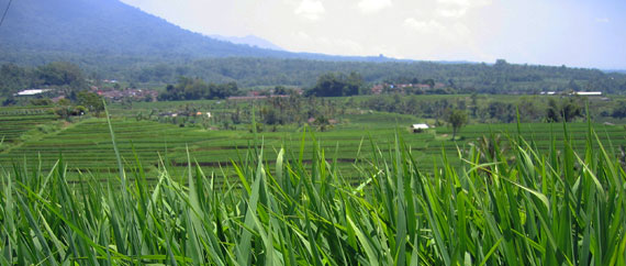 Bali - Insel der Götter