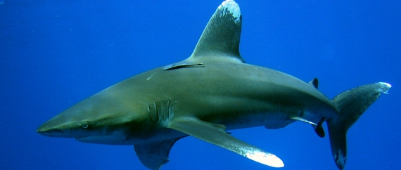 Elphinstone Reef - Südplateau