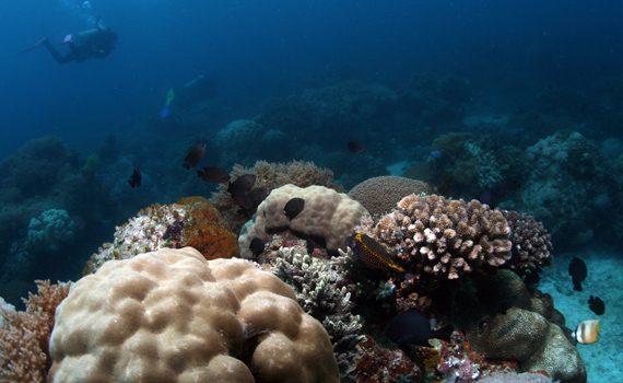 Philippinen - Apo Island