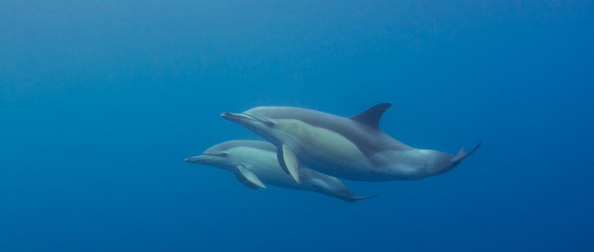 Der Gemeine Delfin
