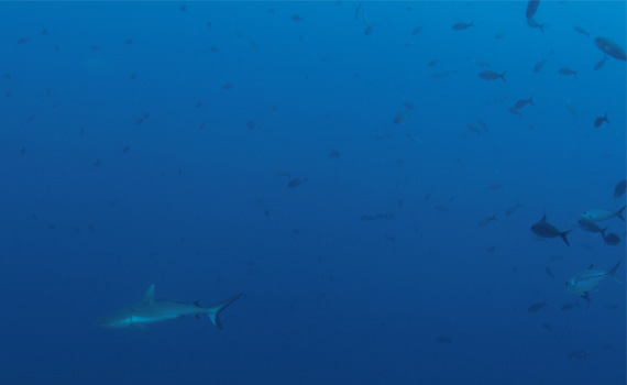 Der Shark Point ist ein Tauchplatz auf Ras Mohammed