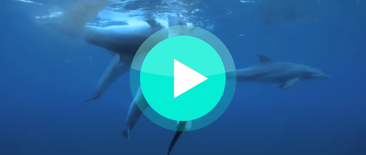 Video: Delfine im Rausch