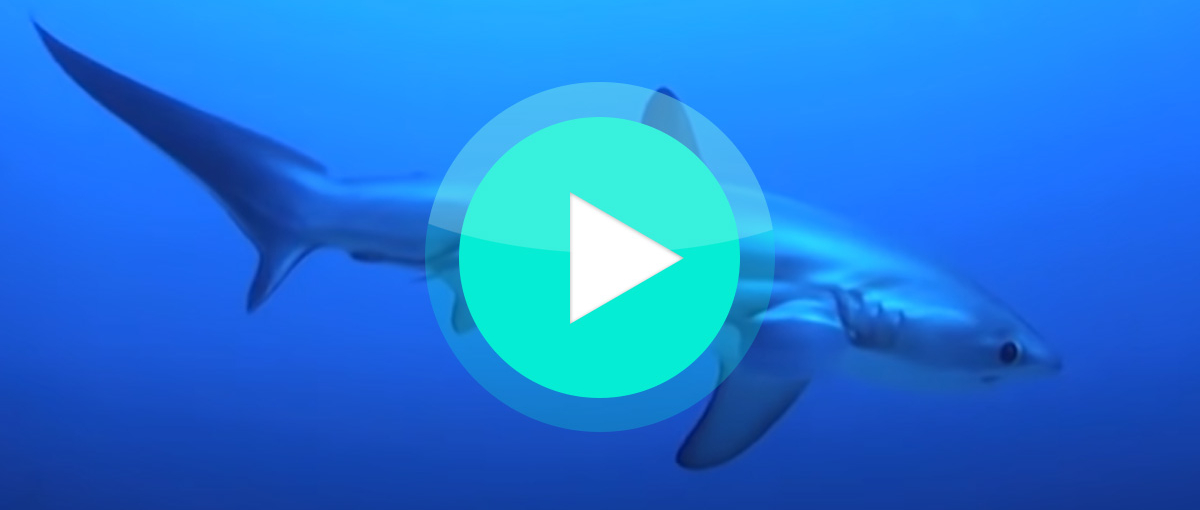 Video: Fuchshai bei der Jagd