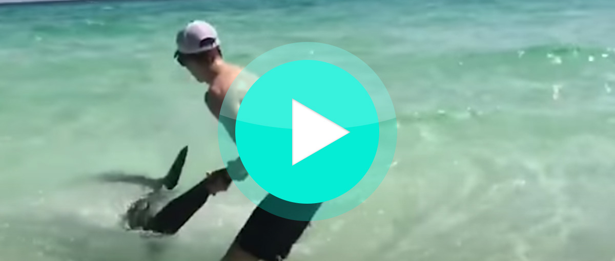 Video: Schwimmer helfen Hai