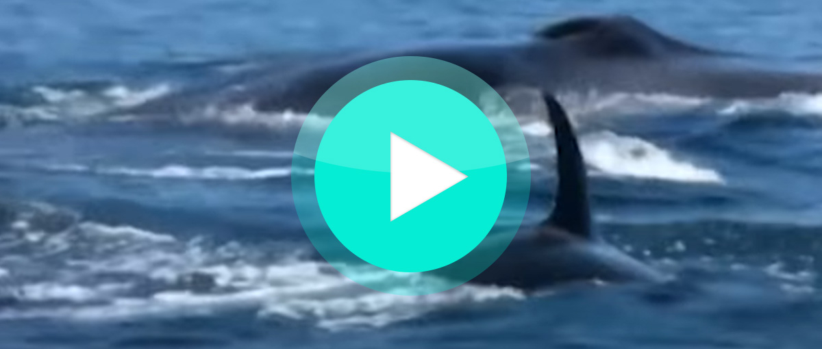 Video: Orcas jagen Finnwal