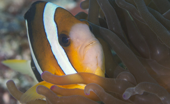Leben am Anker Riff in Gemeinschaft: Clownfisch und Anemone.