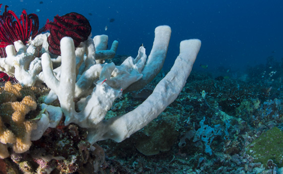 Buntes Leben und zahlreiche Fischarten prägen das Bild am Riff von Anchor Reef