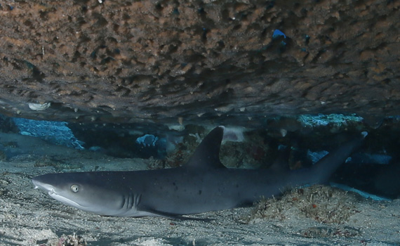 Ein junger Weißspitzenriffhai ruht unter einer Tischkoralle