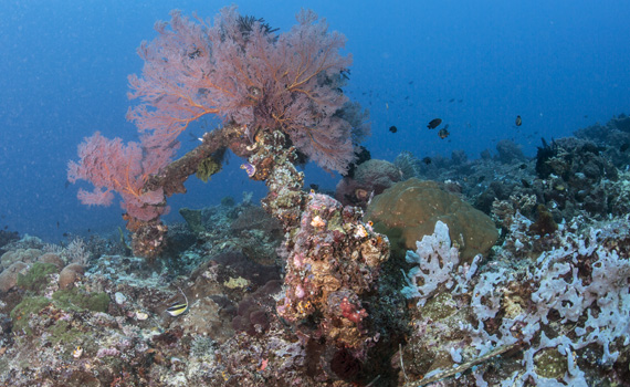 Indonesien - Anchor Reef