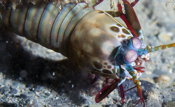 Indonesien - Muckdiving Jetty