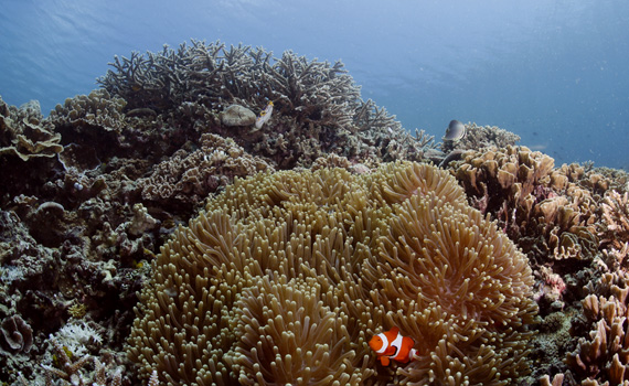 Indonesien - Rocky Point