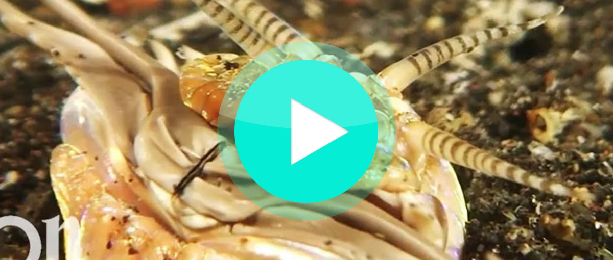 Video: Bobbit Wurm