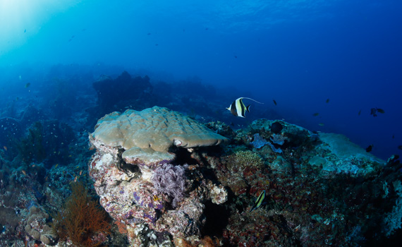 Indonesien - Barracuda Point