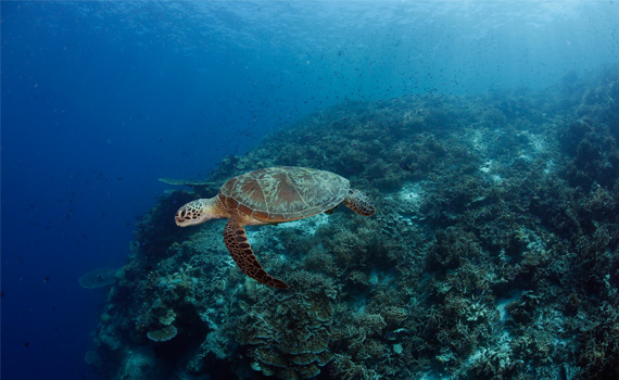 Indonesien - Turtle Traffic