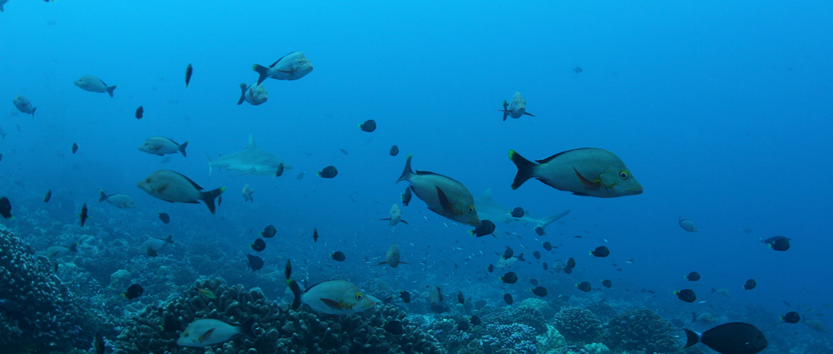 Rangiroa - Avatoru Channel