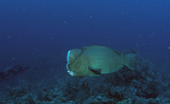 Buckelkopfpapageienfisch beim Tauchgang in Mosambik