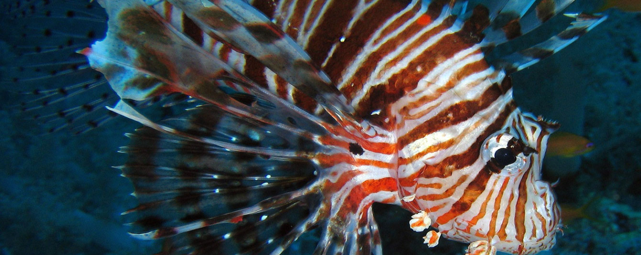 Indischer Rotfeuerfisch im Mittelmeer