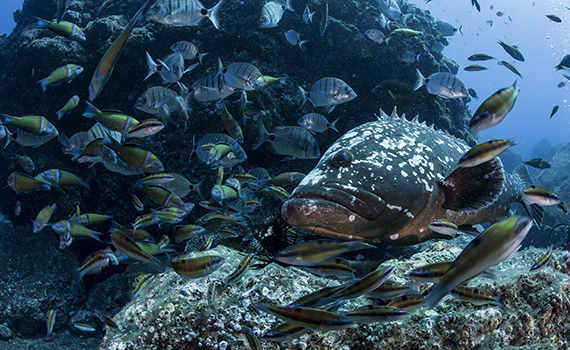 Hauptattraktion: Die Zackenbarsche und Fische von Garajau