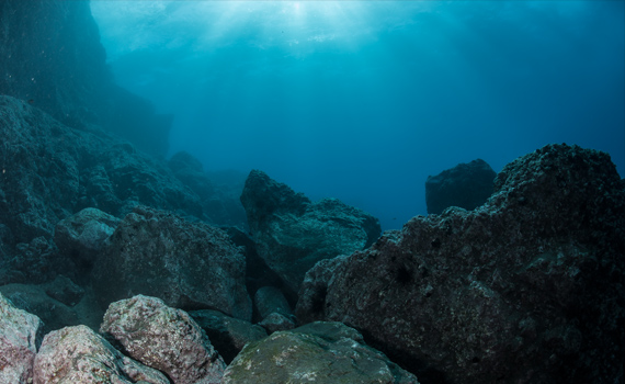 Typische Unterwasserlandschaft Madeiras auch vor der Atalaia Cave
