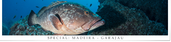 Special Madeira Garajau