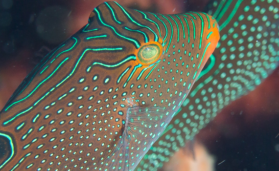 Grün gezeichnet: Ein Päärchen Drückerfische Drückerfische in allen Erscheinungsformen