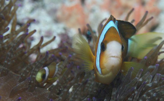 Anemonen und ihre Bewohner: Anemonenfische