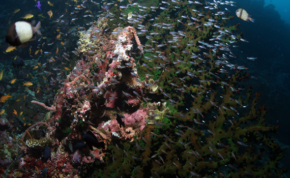 Oft zu erblicken am Tongo Point: Schwarze Korallen.