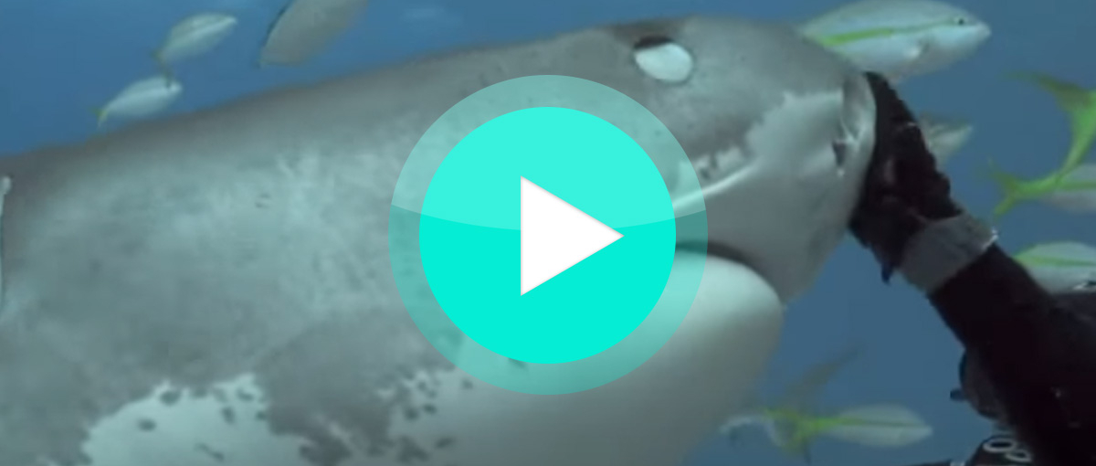 Video: Haie streicheln?