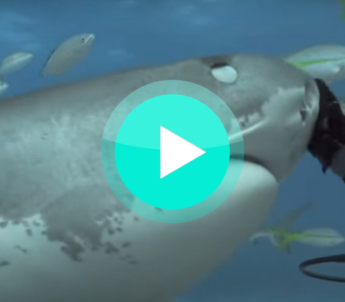 Video: Haie streicheln?