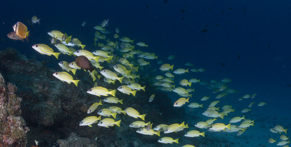 Sansibar – Aquarium