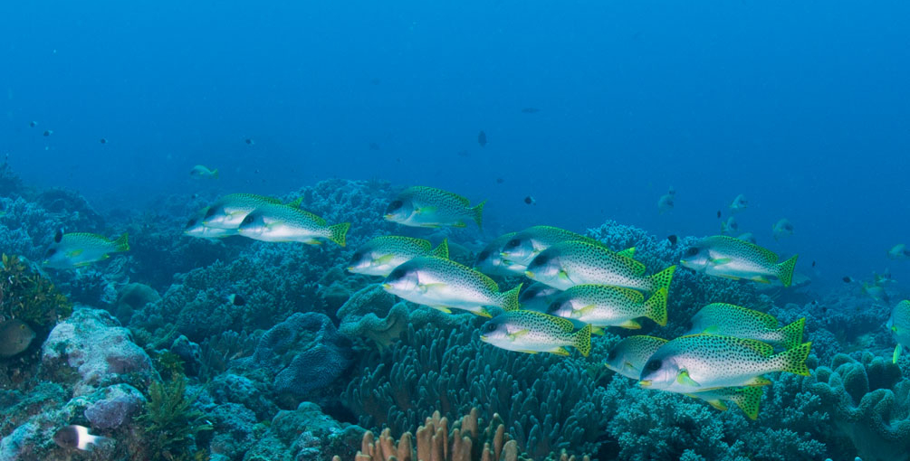 Sansibar - Giant Grouper Wall