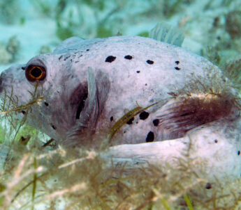 Der Kugelfisch