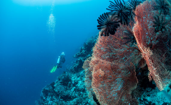 Malediven - Guraidhoo Channel