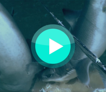 Video Zackenbarsch erbeutet Hai